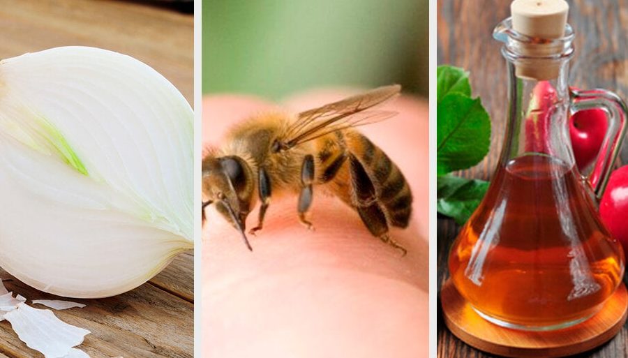 remedios caseros para aliviar la picadura de abeja 1